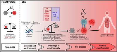 Dysregulation and chronicity of pathogenic T cell responses in the pre-diseased stage of lupus